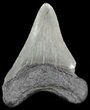 Fossil Megalodon Tooth - South Carolina #49939-1